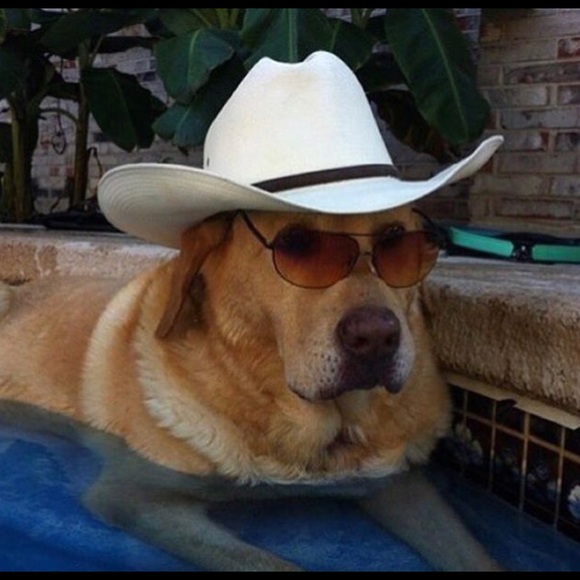 Meet your Posher, Arden - Picture 1 of 1